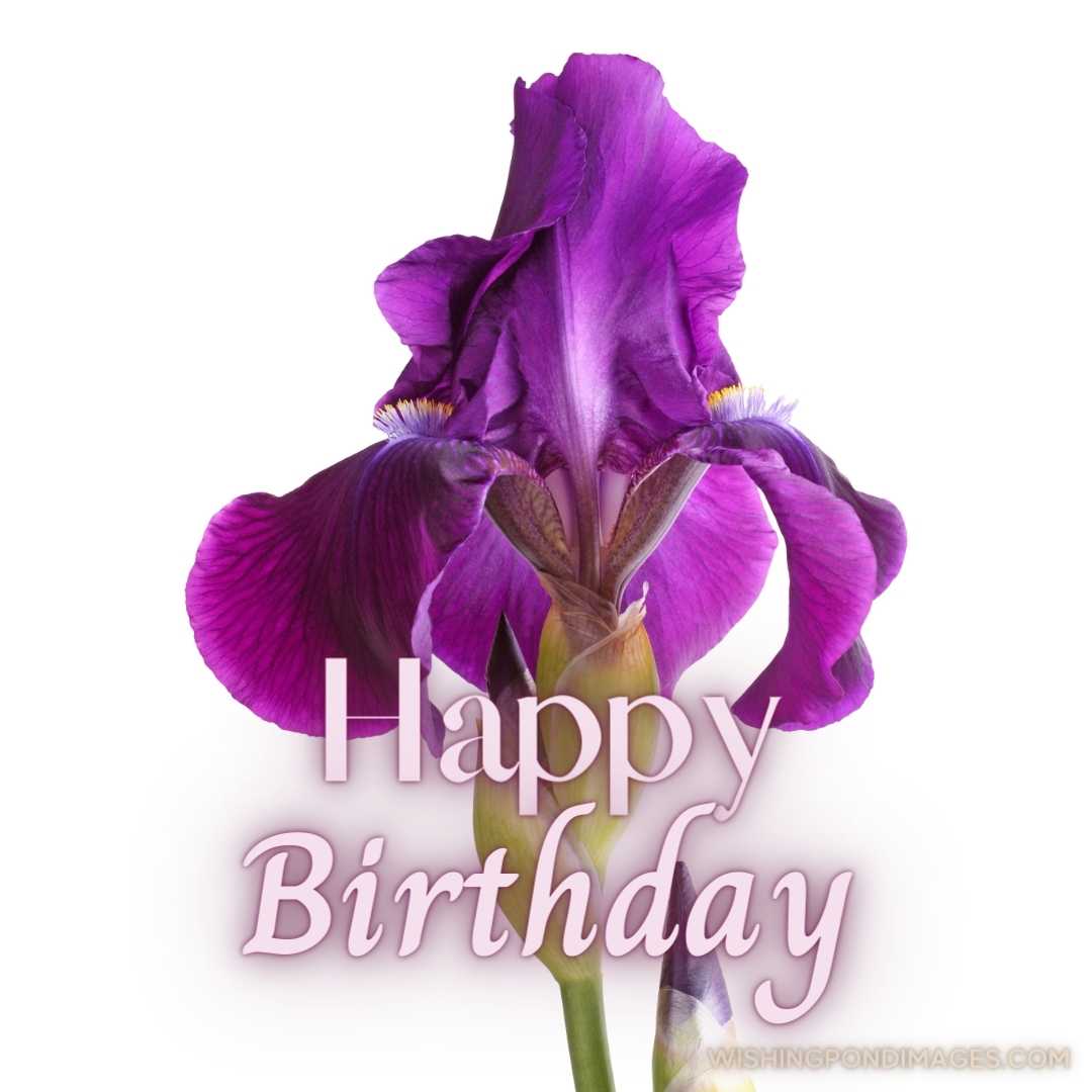 A beautiful image of Iris Germanica flower on white background. Happy Birthday Purple Flower Images